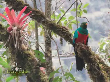 Pharomachrus auriceps o quetzal de cabeza dorada