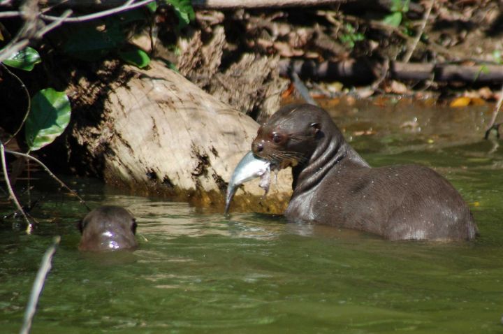 giant river otters (Pteronura Brasiliensis)
