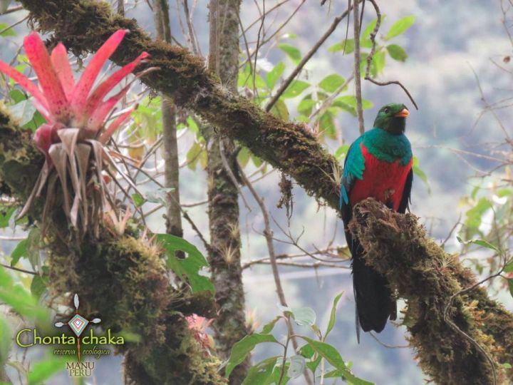 Pharomachrus auriceps o quetzal de cabeza dorada - : Luna Rosales