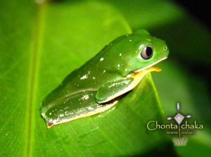 Reptiles y anfibios de Chontachaca