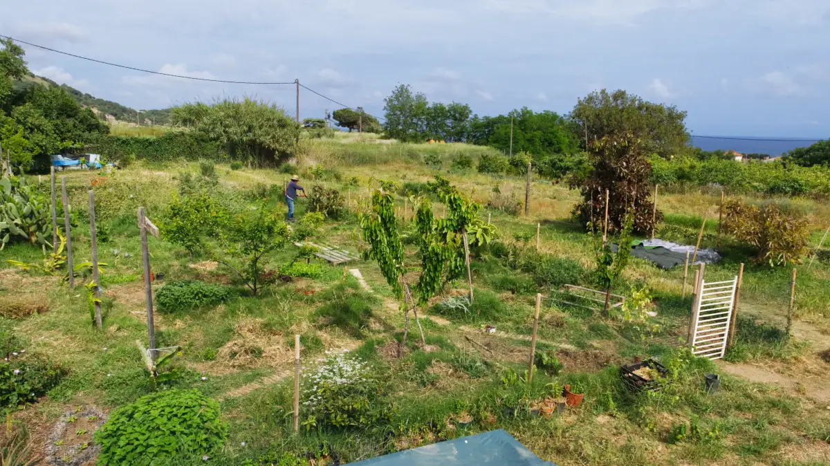 Edible forest