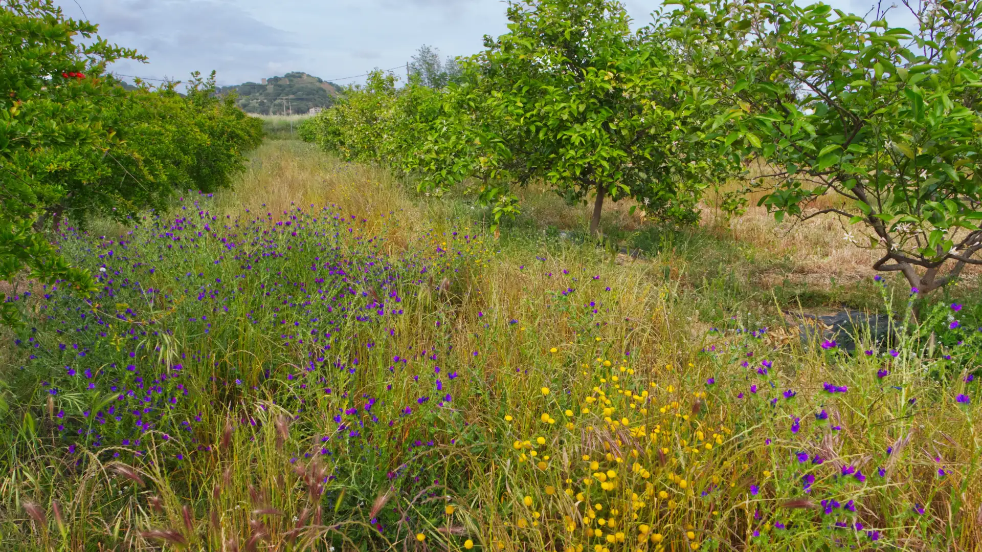 Regenerative Agriculture