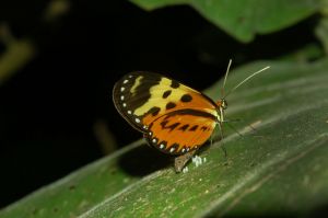 Butterflies of Chontachaka