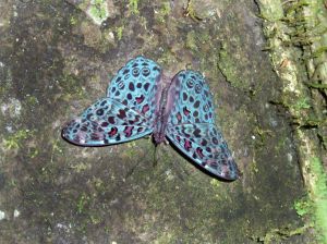 Butterflies of Chontachaka Manu