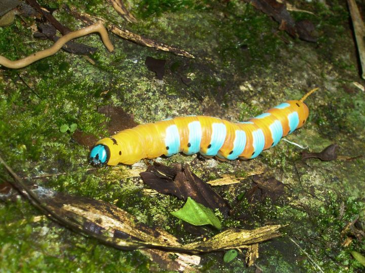 Caterpillar of Chontachaka