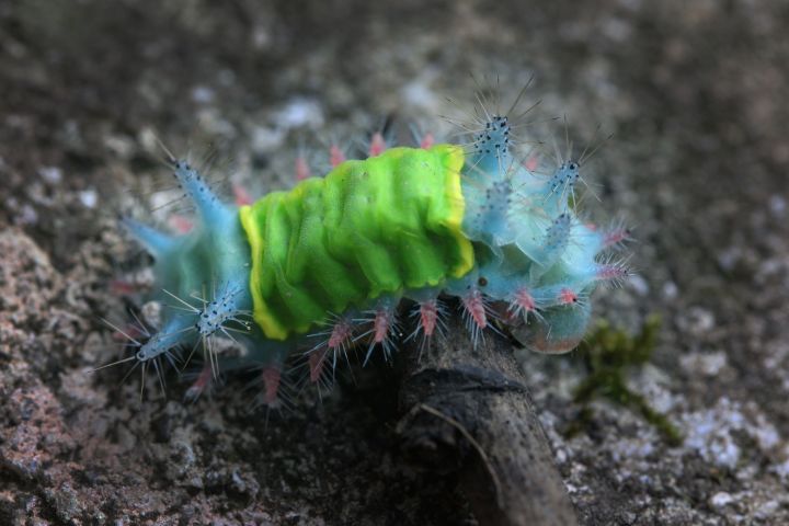Caterpillar of Chontachaka Manu Peru