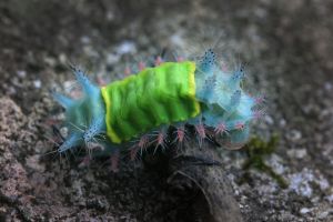 Caterpillar of Chontachaka Manu Peru