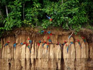 Collpa de Guacamayos del Parque Nacional del Manu