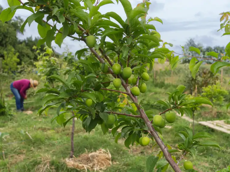 Edible forest