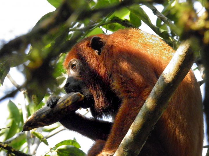 Mono aullador en la reserva natural de Chontachaka Peru