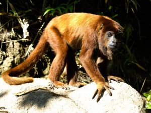 Paula howler monkey in Chontachaka Natural Reserve Peru