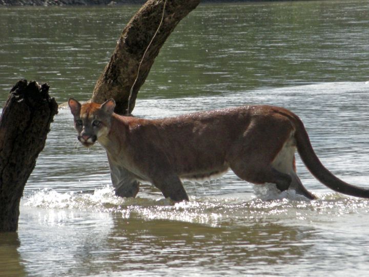 Puma en el parque Nacional del Manu