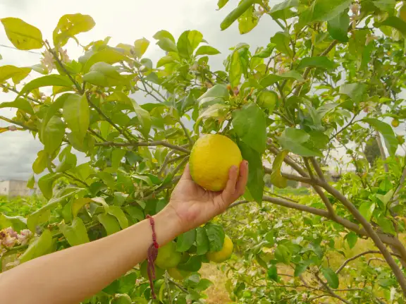 Regenerative Agriculture