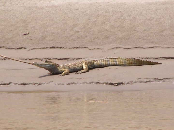 Reptiles de Chontachaka Peru