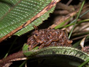 larvas cerca a la trocha en Chontachaka