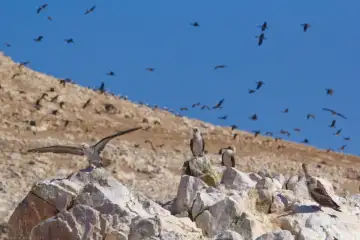 Ballestas