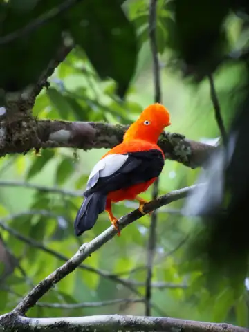 Gallito de las rocas