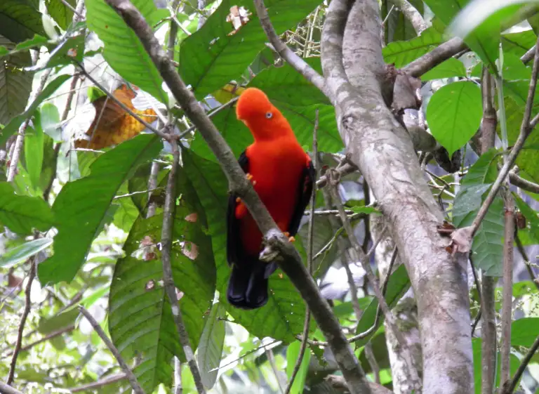 Gallos de las Rocas