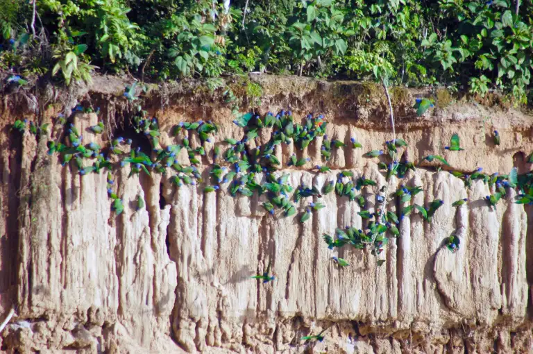 Parque Nacional Manu