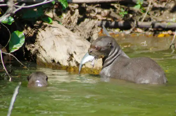 Manu National Park