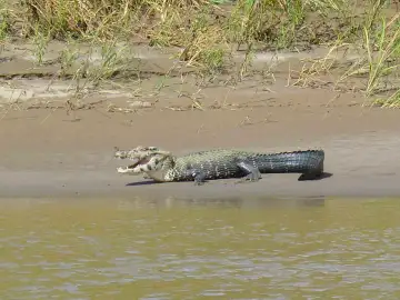 Manu & Tambopata Tour