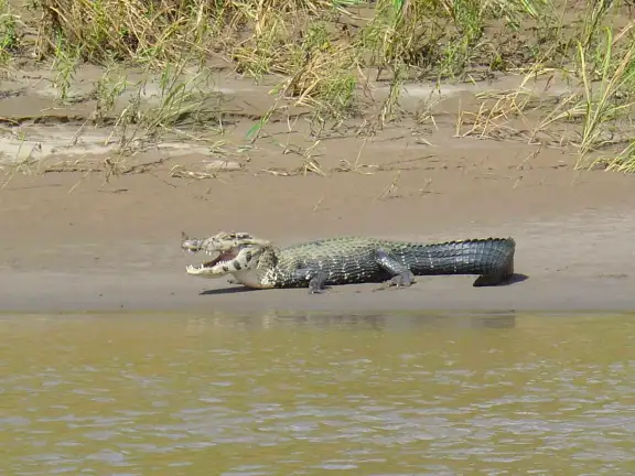 Manu & Tambopata Tour