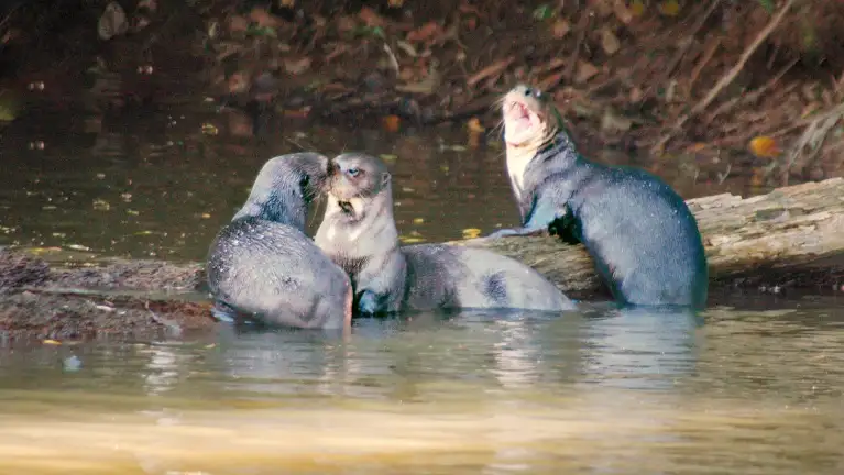 Ayahuasca Retreat and Detox: Expedition to Manu National Park