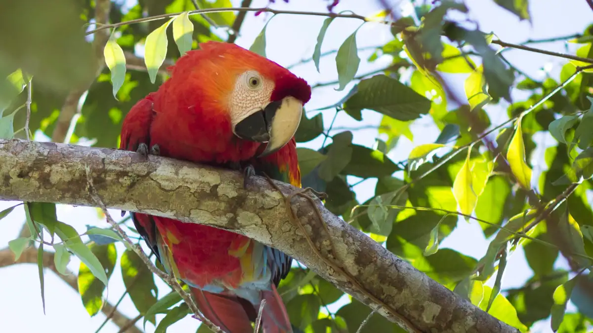 Manu & Tambopata Tour